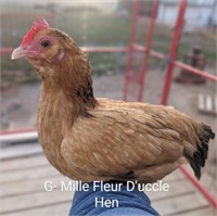 Hen-Mille Fleur D'uccle-1 year