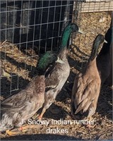 3 Drakes-Indian Runner Ducks