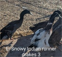 3 Drakes-Indian Runner Ducks