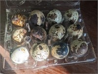 2 Dozen-Hatching Eggs-COTURNIX QUAIL