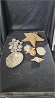 Large Starfish, Seashells & Rocks