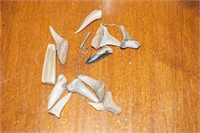 Collection of Shark Teeth