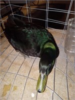 Kauga Male duck