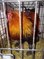 Giant Brahma Rooster