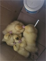 baby muscovy ducks