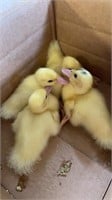 baby muscovy ducks