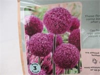 3-Pk Tasc Allium Ambassador Bulbs