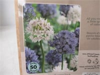 50-Pk Tasc Allium Amplectens Bulbs