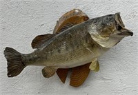 (E) Taxidermy Wall Mounted Bass. 20in L