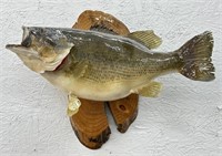 (E) Taxidermy Wall Mounted Bass 19in l
