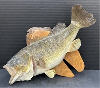 (E) Wall Mount Taxidermy Bass 18in L