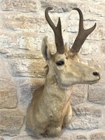 Pronghorn Shoulder Mount 
- 10.5” Horns