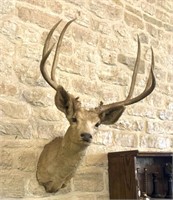 Mule Deer Shoulder Mount,  6x6
 16” G1 Tines