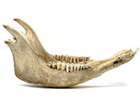 Cattle Jaw Bone 16”