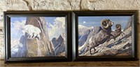 Mountain Goat and Bighorn Sheep Prints, Framed
