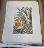 Signed Bird Prints