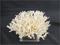 Nice Large Piece Of Coral