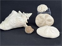 Lot Of Five Various Shells