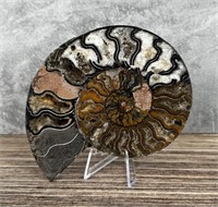 Sliced Agatized Druzy Ammonite Fossil