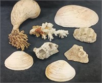 Shell and coral lot