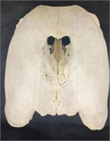 Walrus skull W/ ivory teeth 7"x7-1/2"