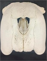 Walrus skull W ivory /teeth 6-1/2"x7"