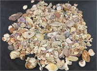 Sea shell and coral lot sm. Sizes