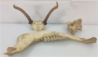 Jaw bone, vertebrae and antler lot
