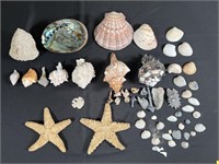 Starfish & Sea Shells Lot