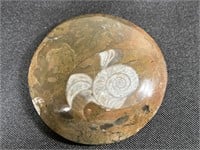 Moroccan Goniatite Fossil Disk