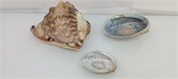 Sea shells 3pc