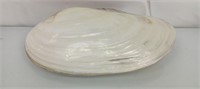 Large 11" oyster shell