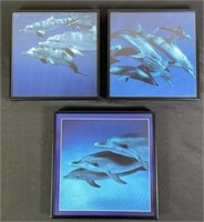 Professional Aluminum Framed Dolphin Photos (3)