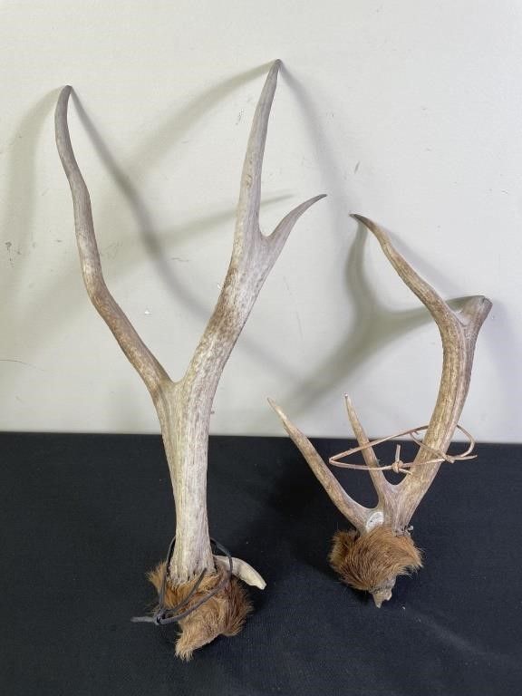 5 & 3 Point Deer Antler Sheds (2)