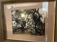 Charleston Angel oak photo framed