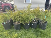 10 boxwood shrubs