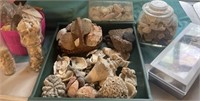 Large lot of seashells, coral, rocks etc