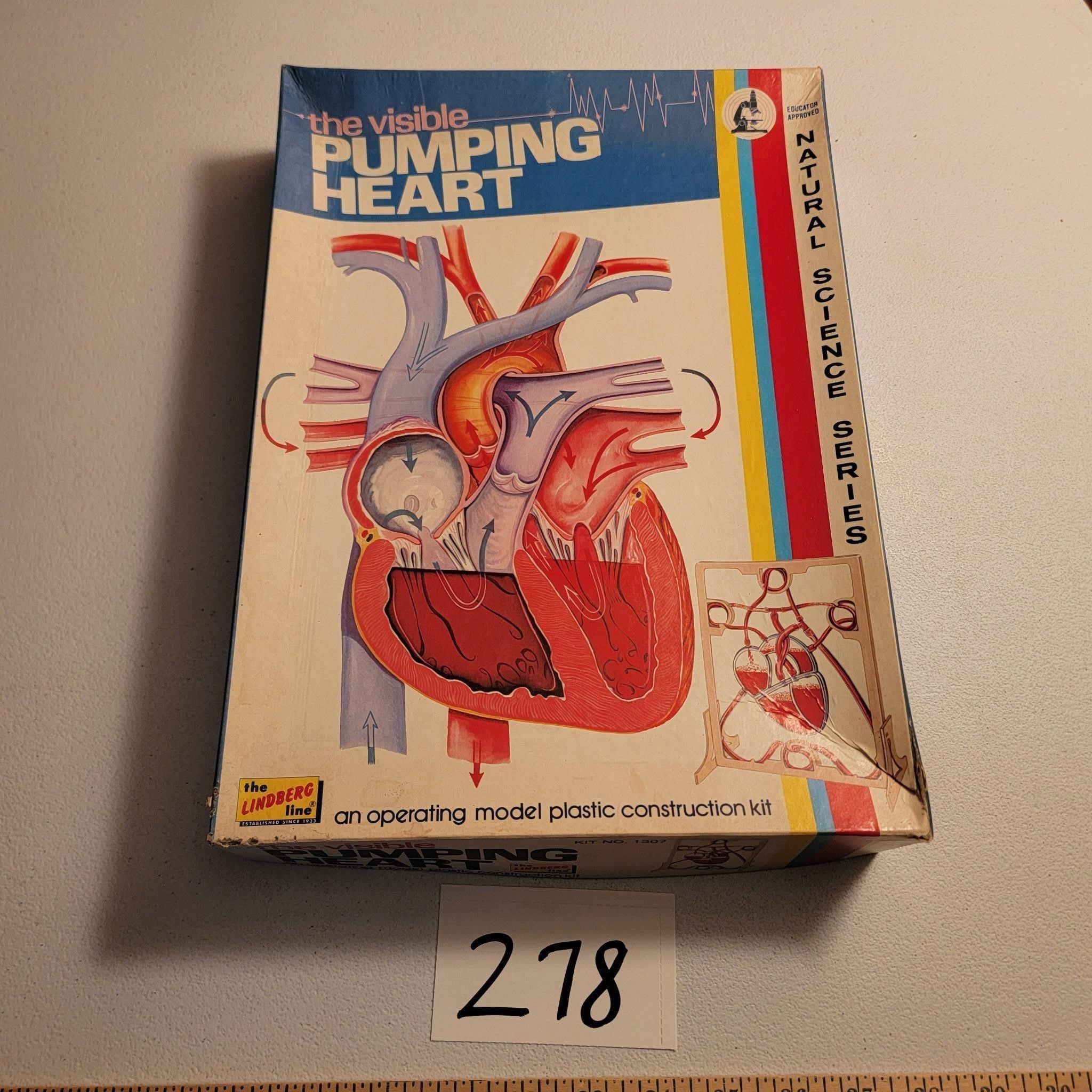 The Visible Pumping Heart