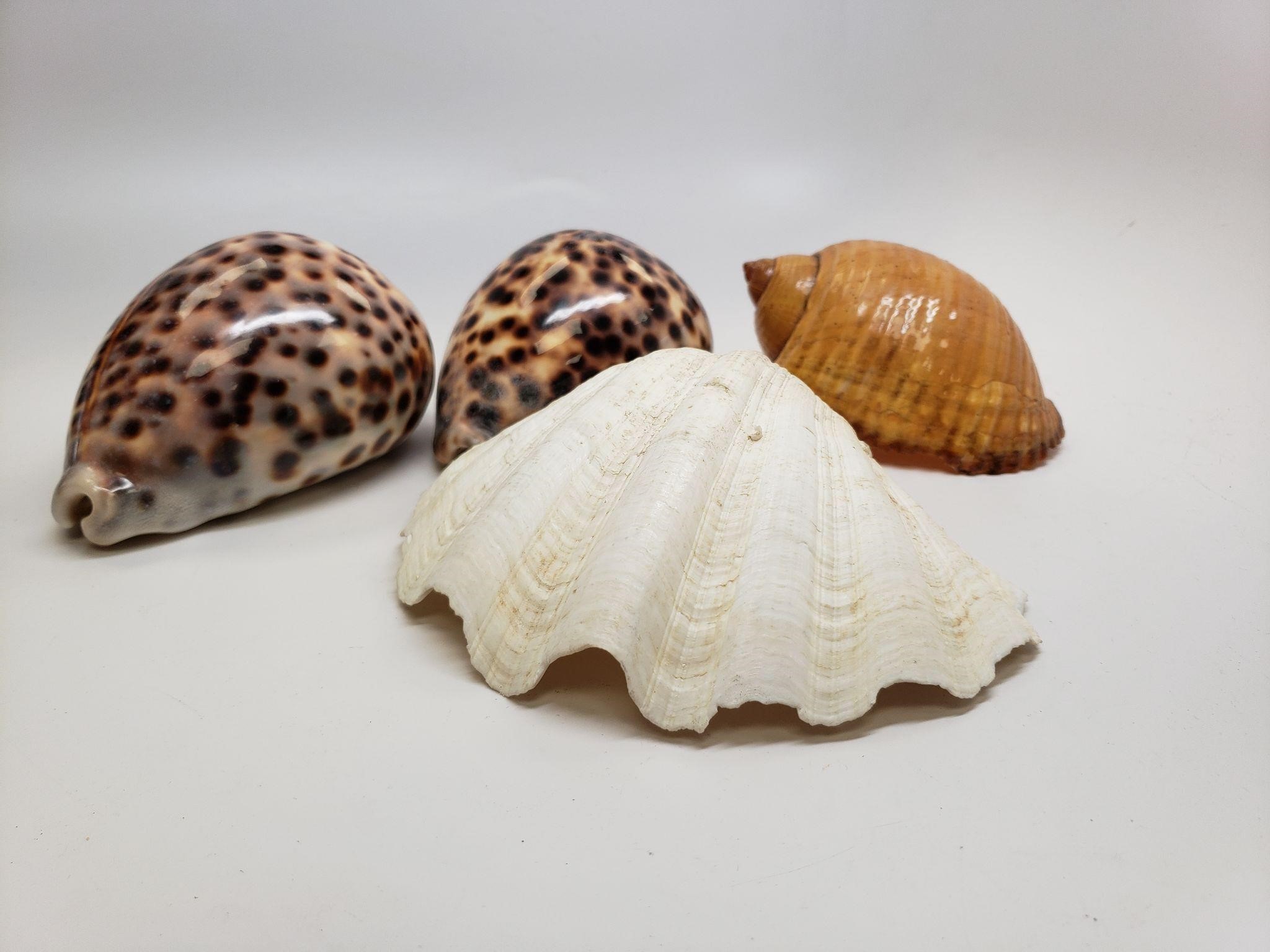 Four Shells