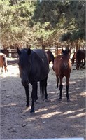 (VIC) IGGY & FOAL - PART WELSH MARE & FILLY