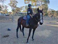 (VIC) CHRISTY - THOROUGHBRED MARE