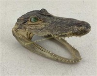 Alligator mounted head with marble eyes
