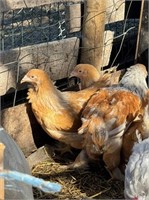 3 hens, 1 rooster-Lemon Brahma Standard Juveniles