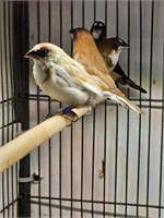 4 Unsexed-Society Finches-2 black euro, 2 choc pid