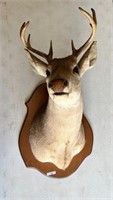 Deer Taxidermy 8 pt mount