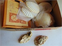 Oyster Shells, Sea Shells and Small Trays