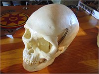 Old Skull with Working Jaw