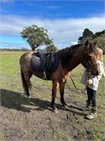 (VIC) MUFFIN - PONY MARE