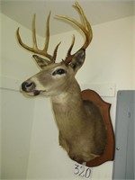 Deer head (mounted)