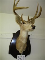 Deer Head (mounted)